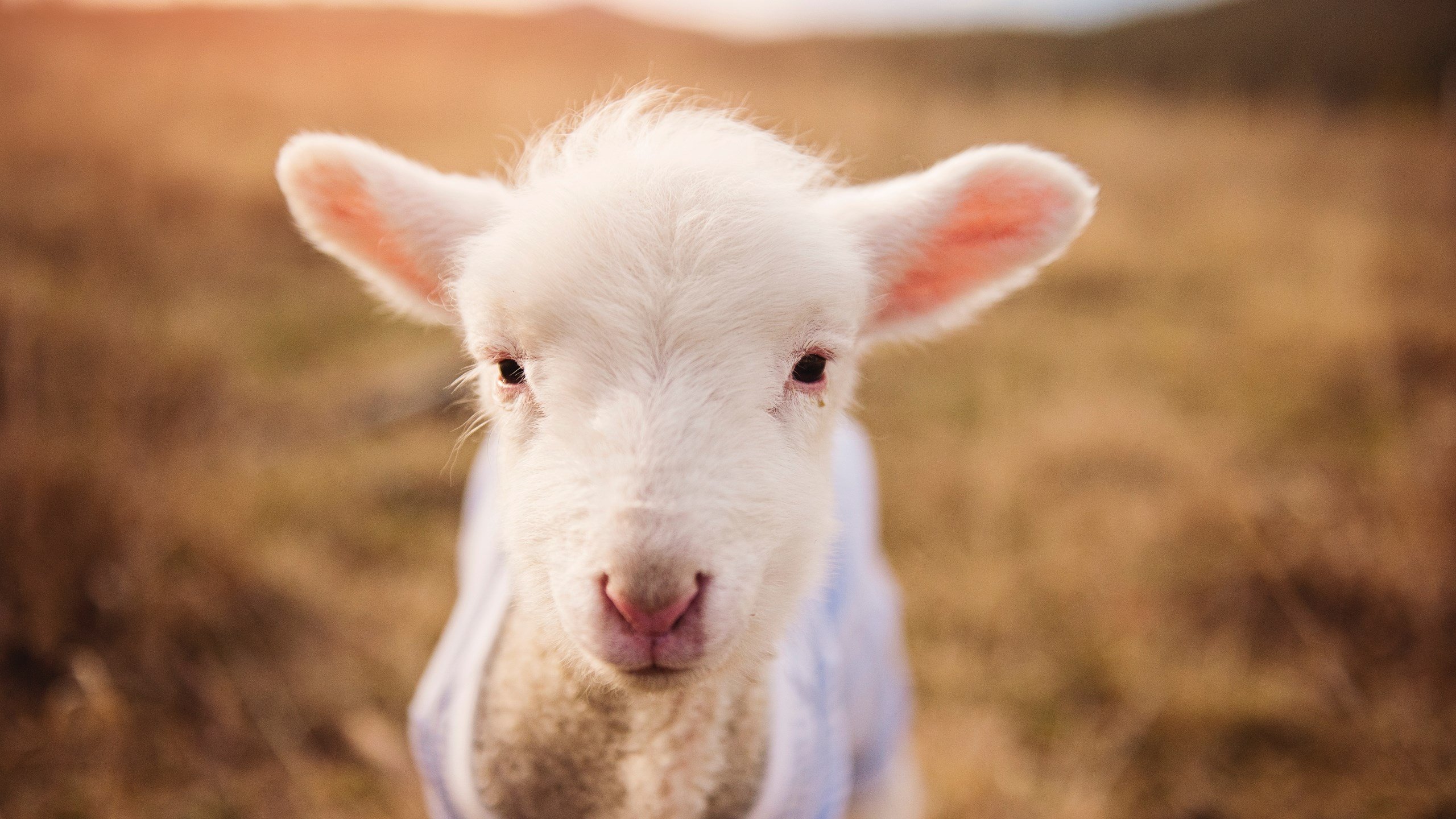 红牛精准策略轻取雷诺，汉密尔顿展现完美统治