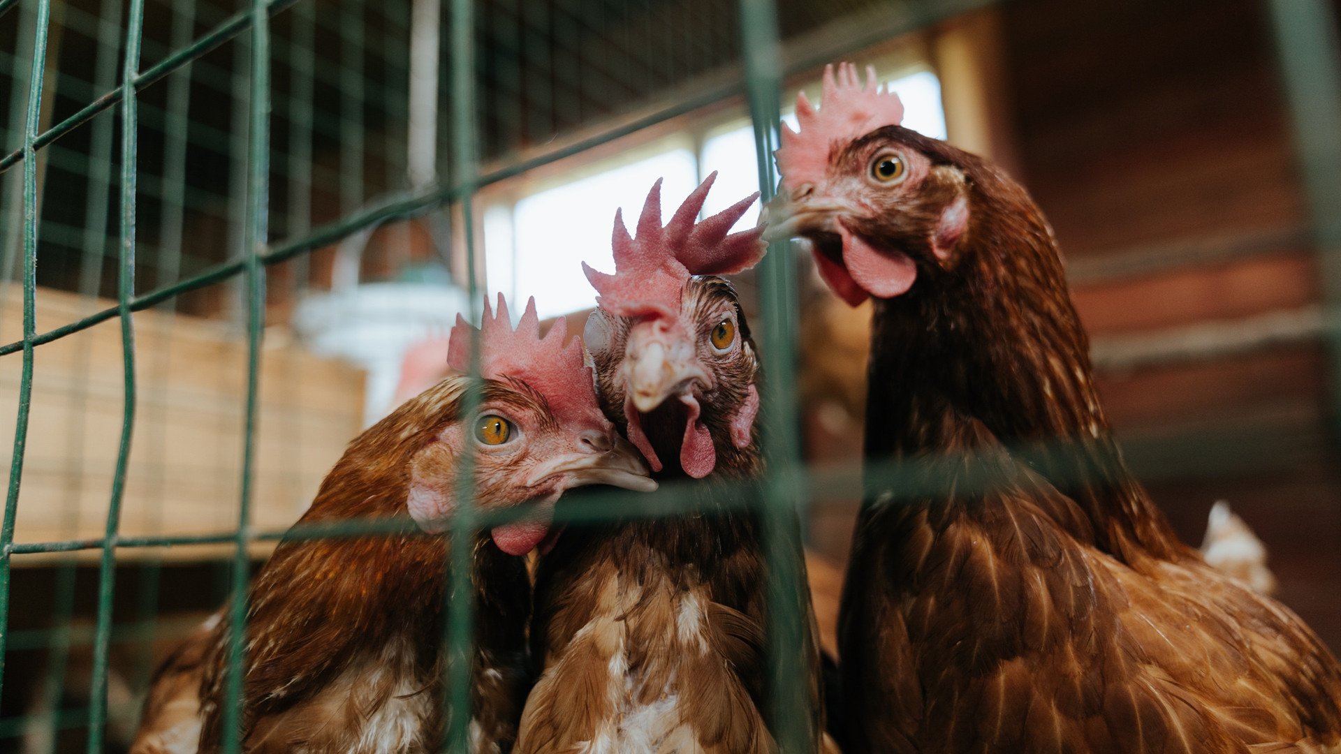 呼啸的逆袭，皮亚斯特里单骑救主，红牛绝杀威廉姆斯于终线之前