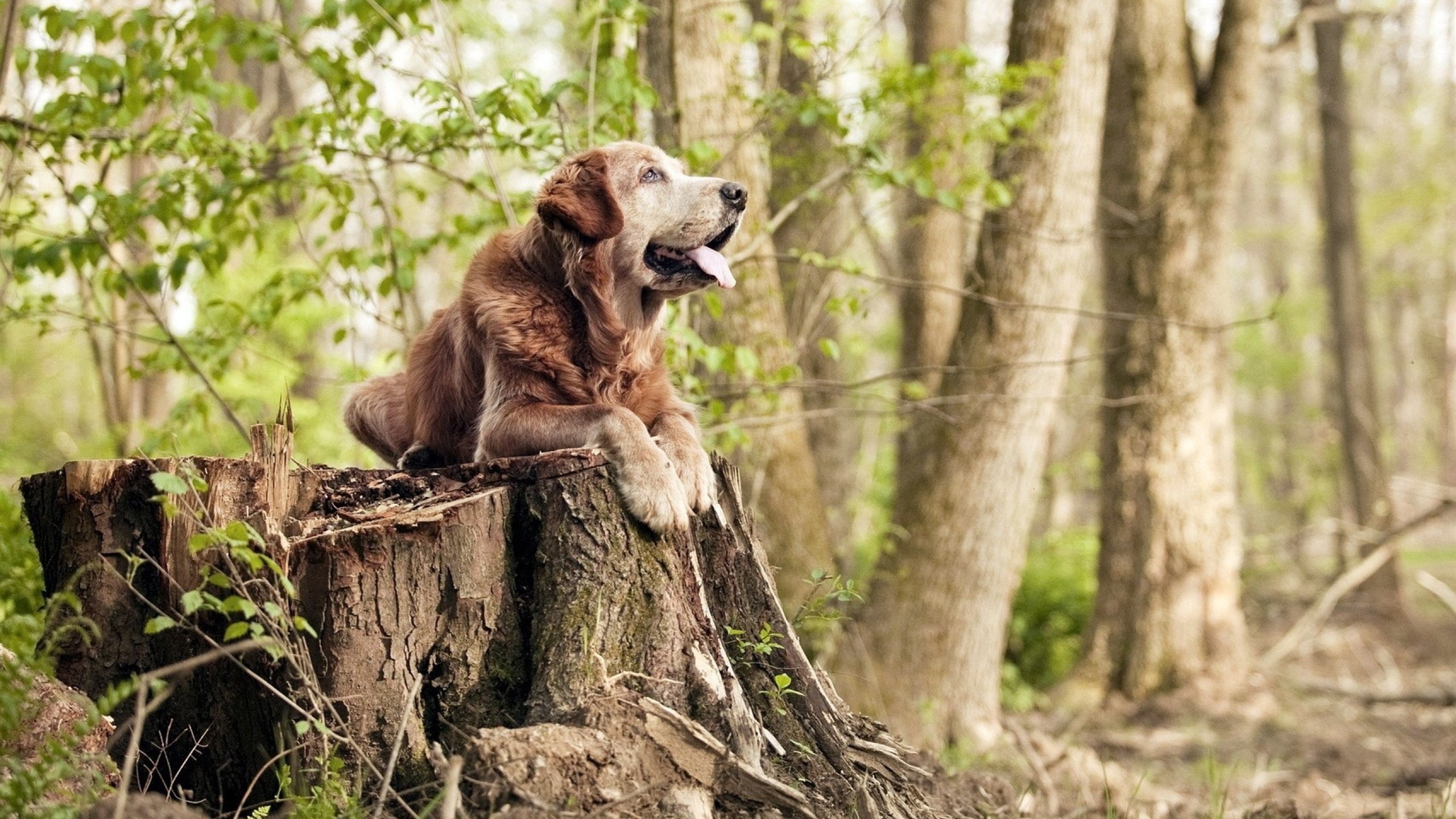 新核觉醒！克瓦拉茨赫利亚导演胜利，威尔士主场横扫玻利维亚