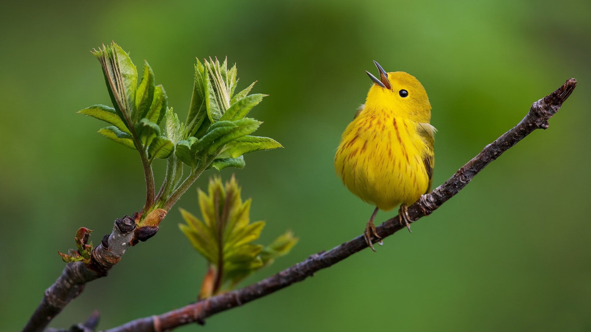 一个人的庆典，11人的叹息，当巴雷拉之光刺透皇家社会的铁壁
