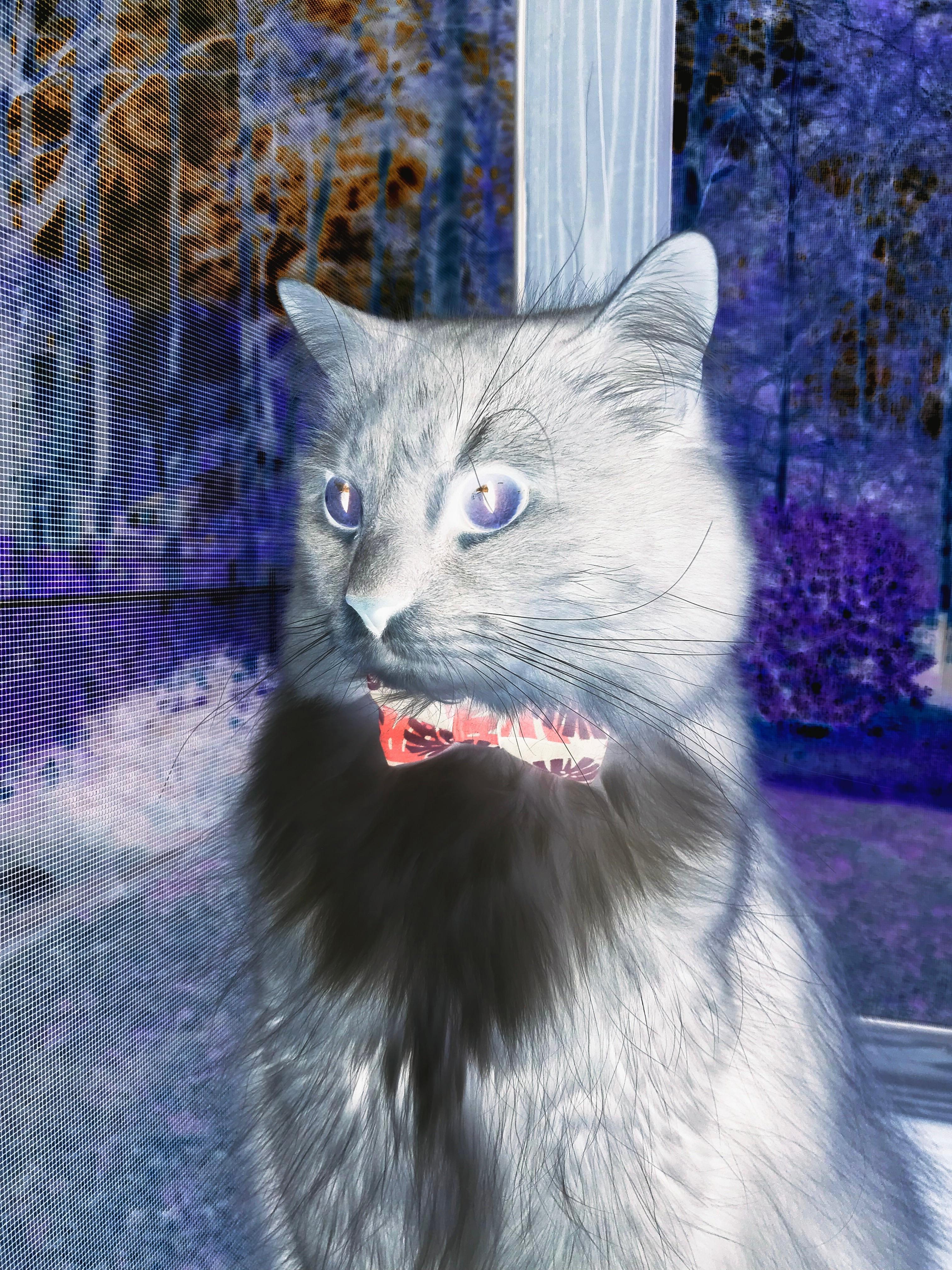 淬火时刻，狼群的新生獠牙与航标的旧日荣光