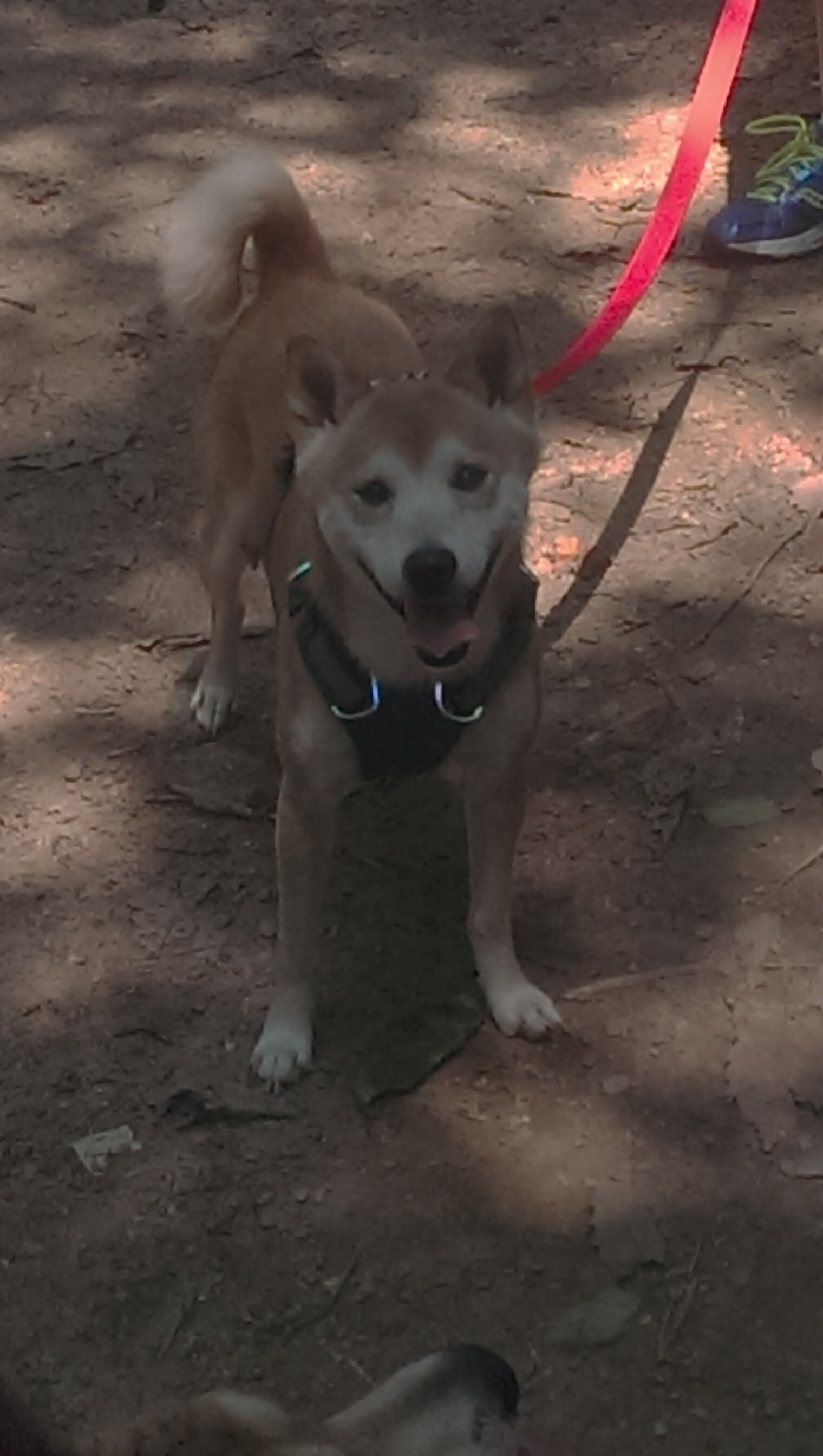 无名英雄的制胜一击，苏亚雷斯如何化身关键先生，助尼斯淘汰喀麦隆雄狮