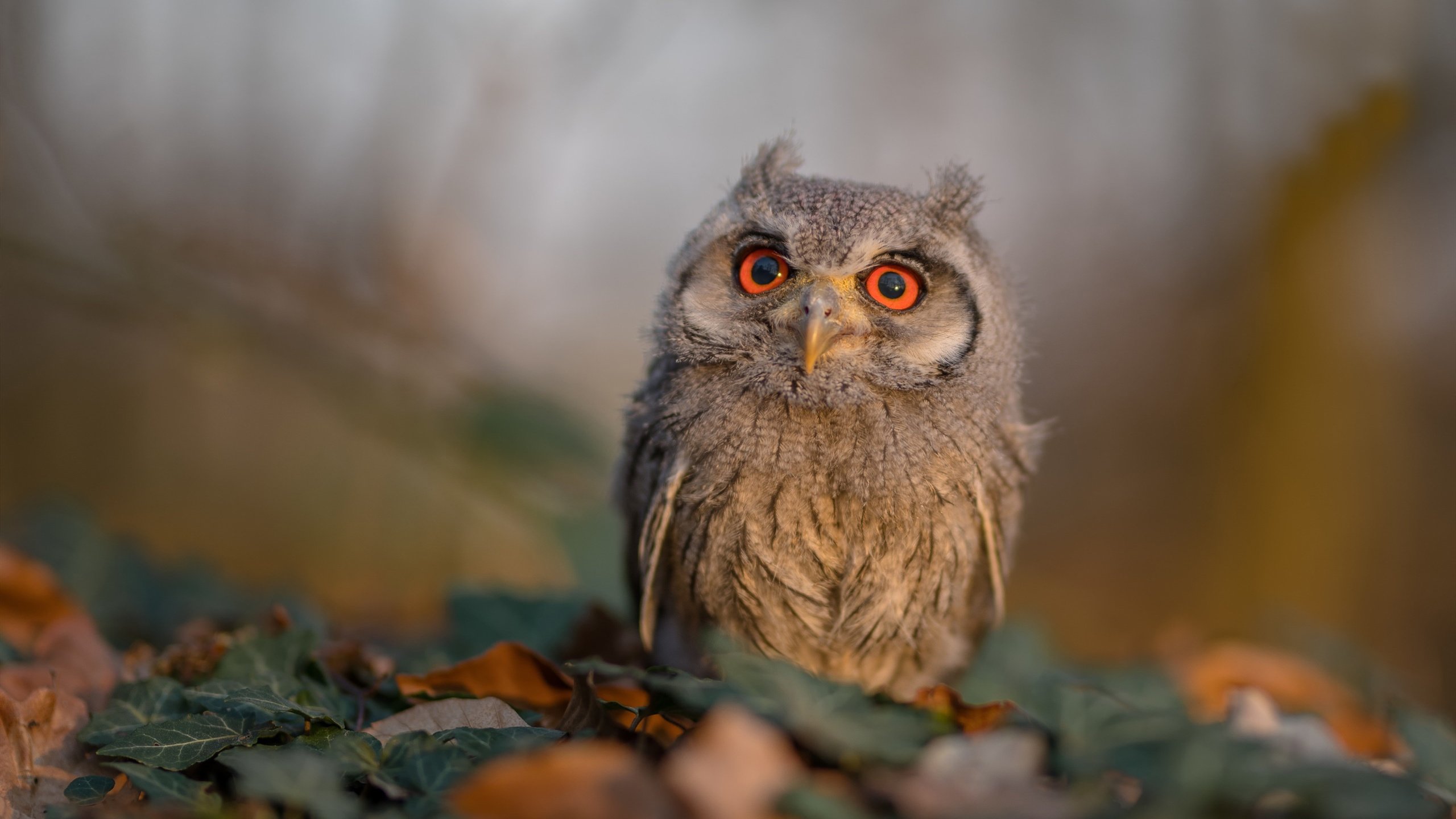 风暴眼归位,门迪末节独造两球,雷恩3-0打穿阿尔及利亚明星联队
