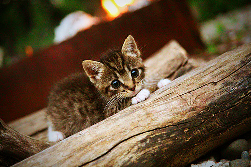 撕裂与接管,森林狼的防守风暴与库里的时代烙印