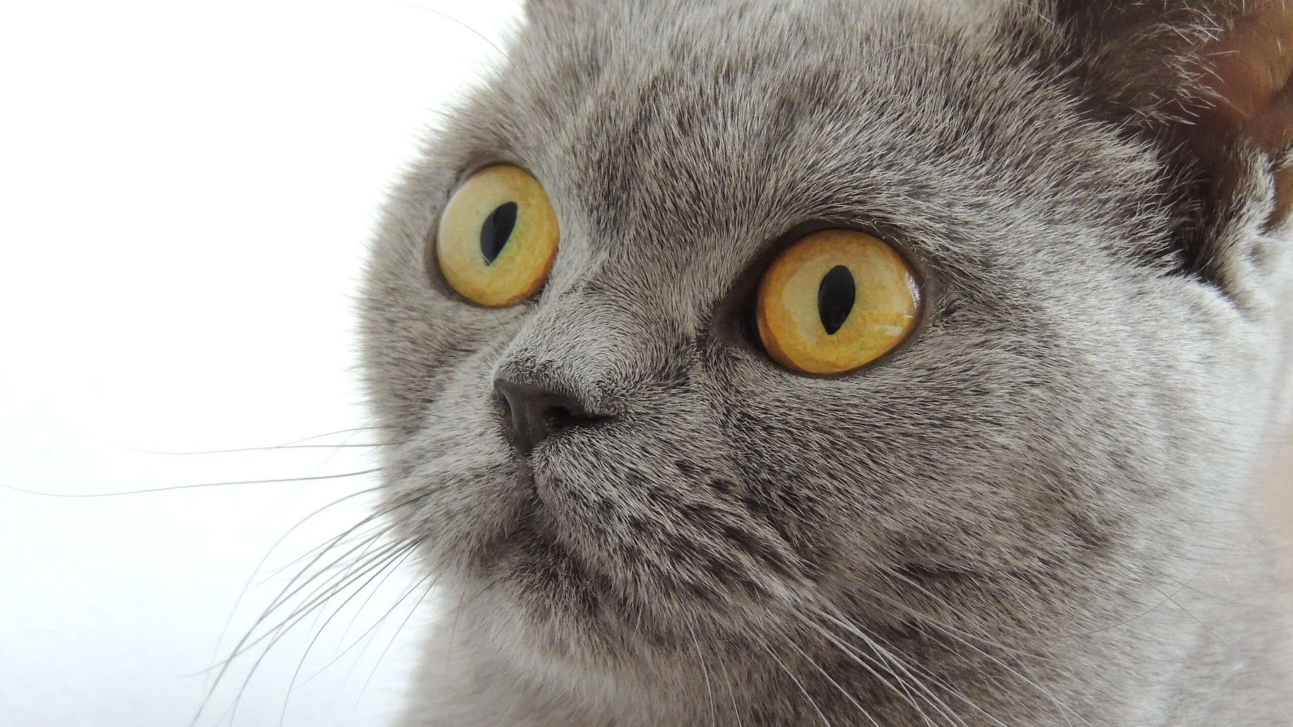 1.红黑风暴席卷亚平宁,AC米兰4-0狂胜尤文,京多安导演复兴序章