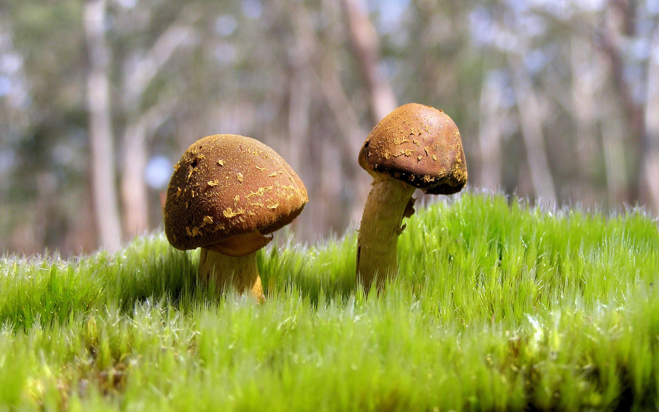 当荒漠风暴席卷桃树街,伊萨克一人之力,澳大利亚改写亚特兰大足球史