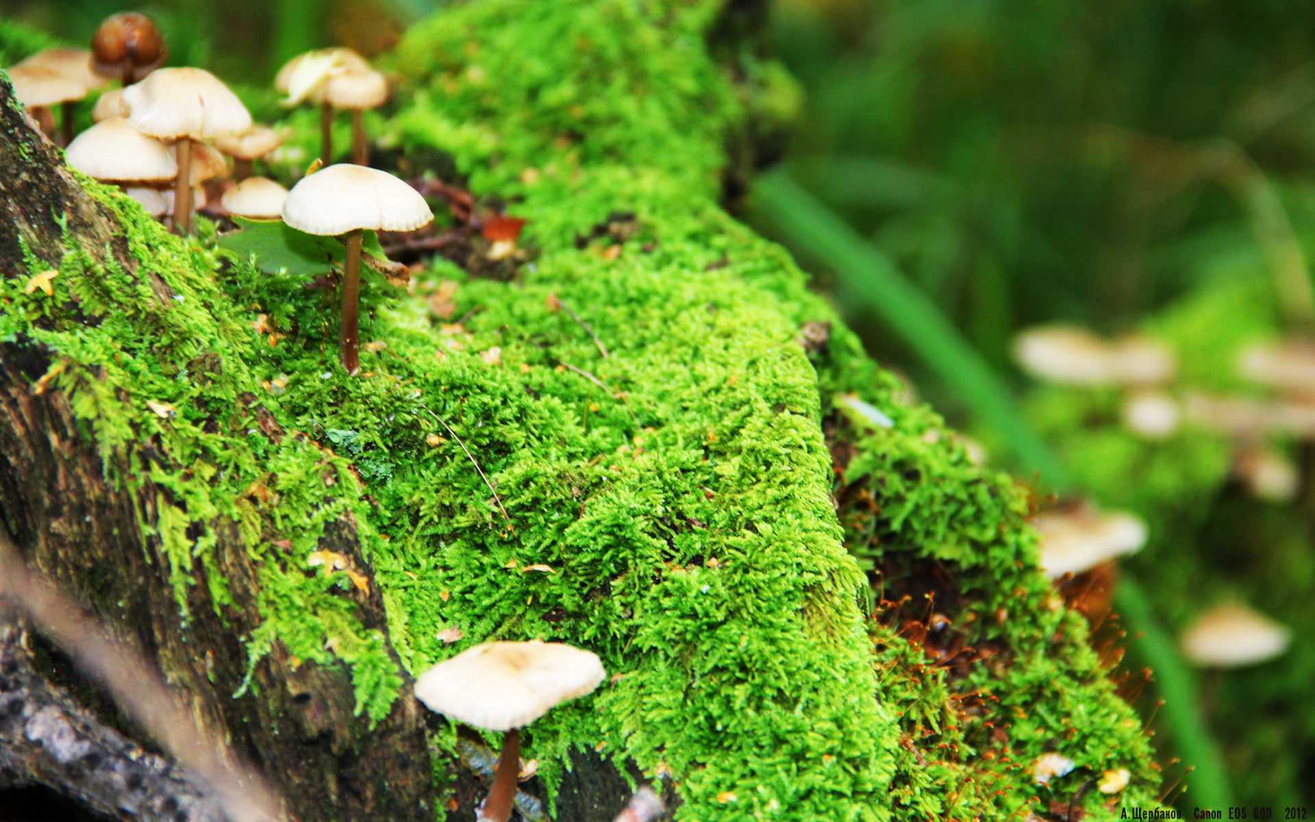 魔都结界与广厦之巅,当小贾伦在唯一时空中加冕硬仗之王