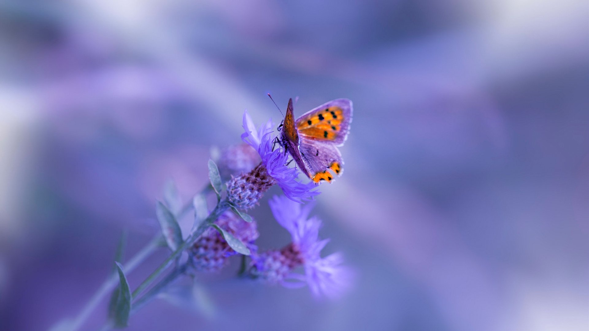 迈阿密布克撕裂芝加哥，无名者的提前审判夜