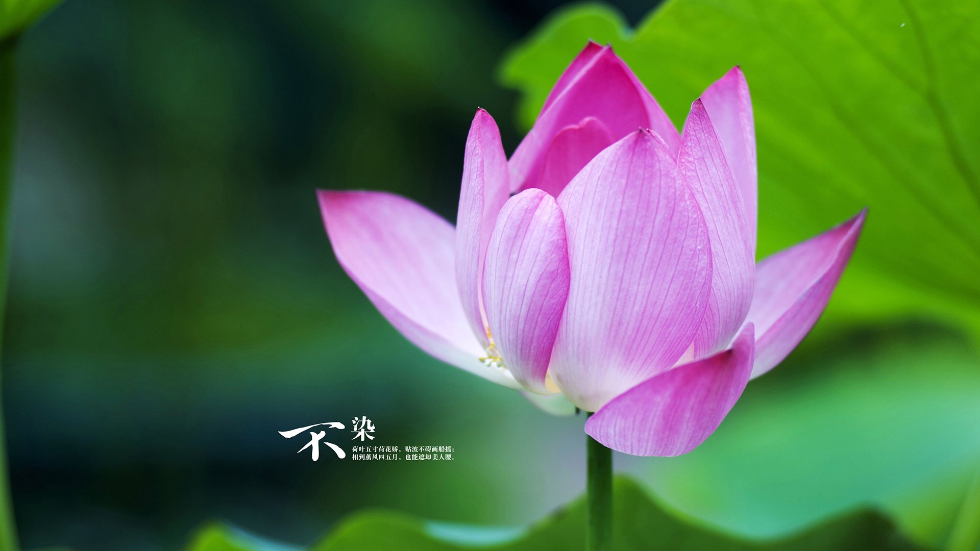 致命一击破苍穹，2026世界杯A组，凯恩封神之夜与哥伦比亚的碾压式狂潮