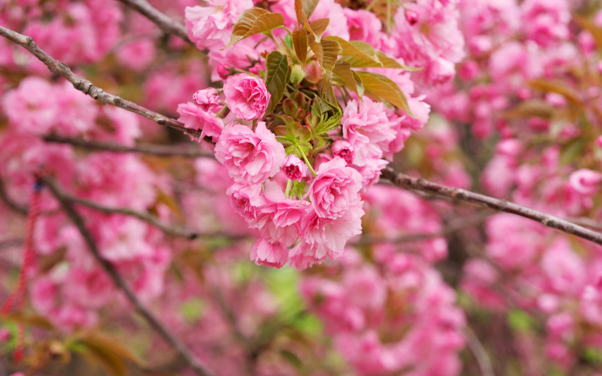 桑巴与波斯的交响,2026,当慕尼黑之夏的幽灵在巴西重生